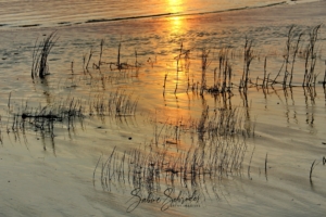 Eine ruhige Szene eines Strandes bei Sonnenuntergang, mit hohem, dünnem Gras, das teilweise im seichten Wasser versunken ist und die goldenen Farbtöne der untergehenden Sonne reflektiert. Wellen im Sand und Wasser erzeugen eine ruhige, strukturierte Landschaft – echte Fotos zum Träumen.