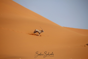 Gazelle im Sossusvlei