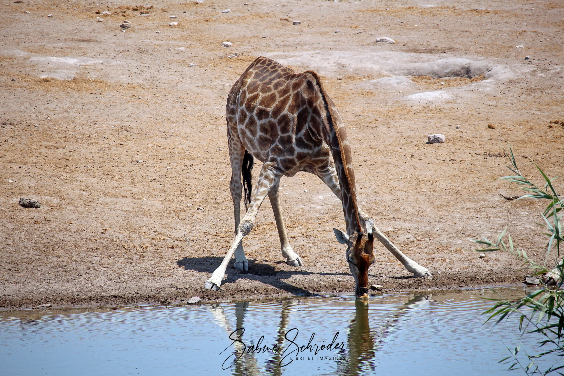 Giraffe im Etosha NP