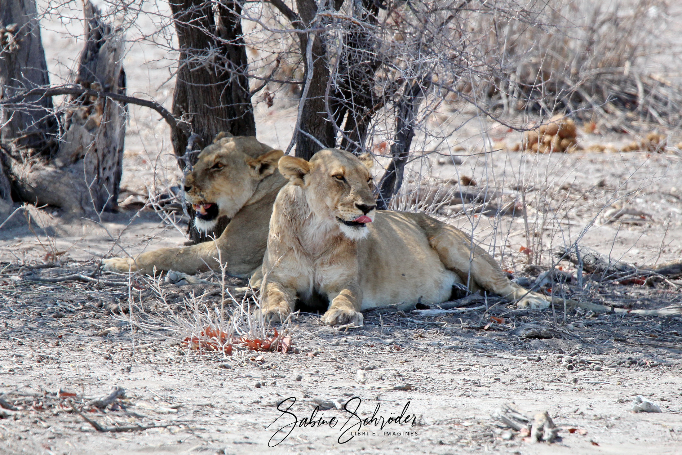 Mittagspause - Löwen im Etosha NP