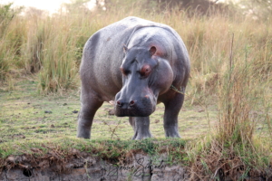 Schlechtgelaunter Hippo am Okawango