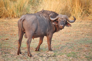 Wasserbüffel am Okawango
