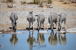 Zebras am Wasserloch - Etosha NP
